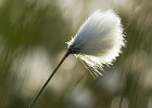 Linda Jackson - Cotton Grass - Small Print